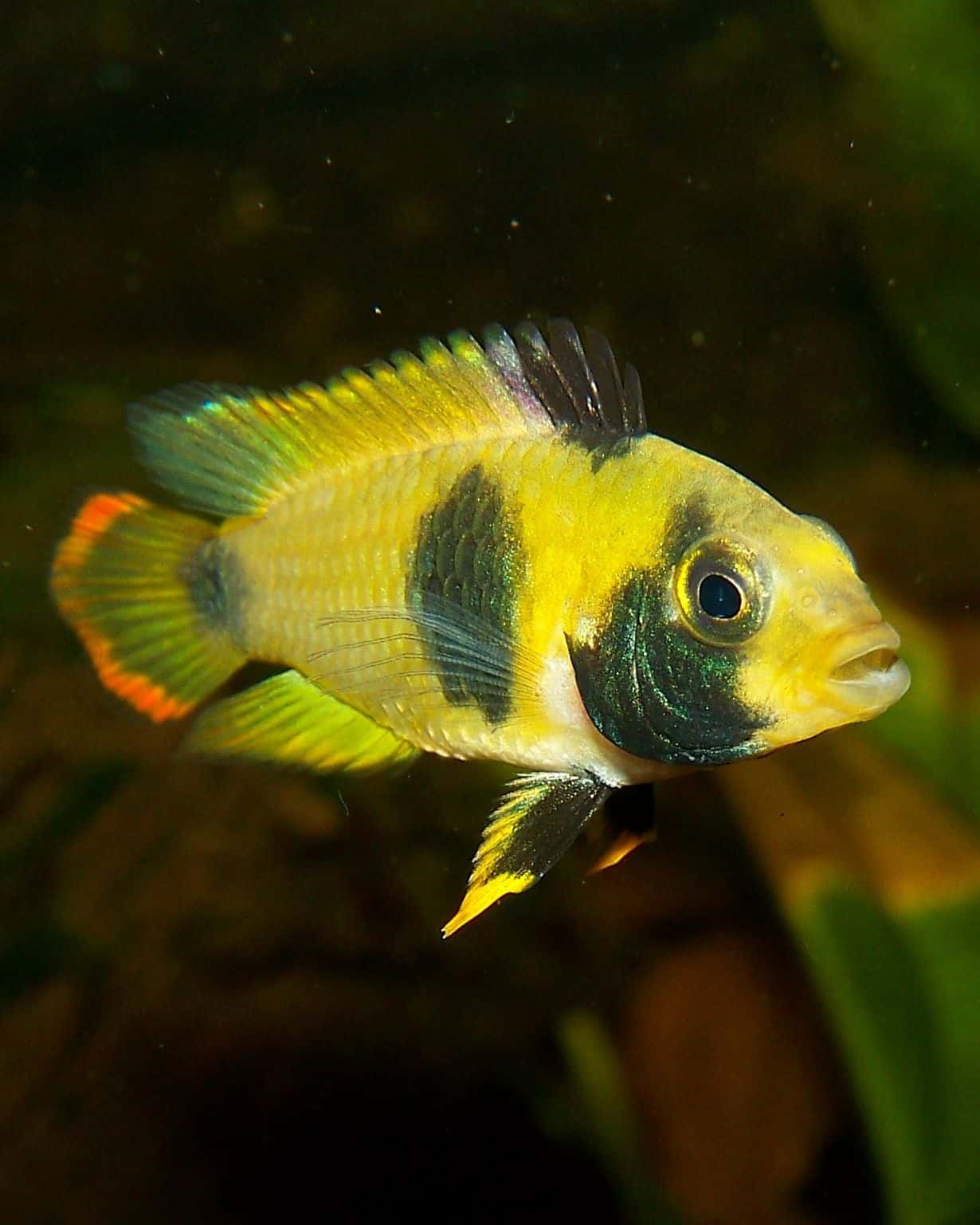 Nijssen's dwarf cichlid (Apistogramma nijsseni)