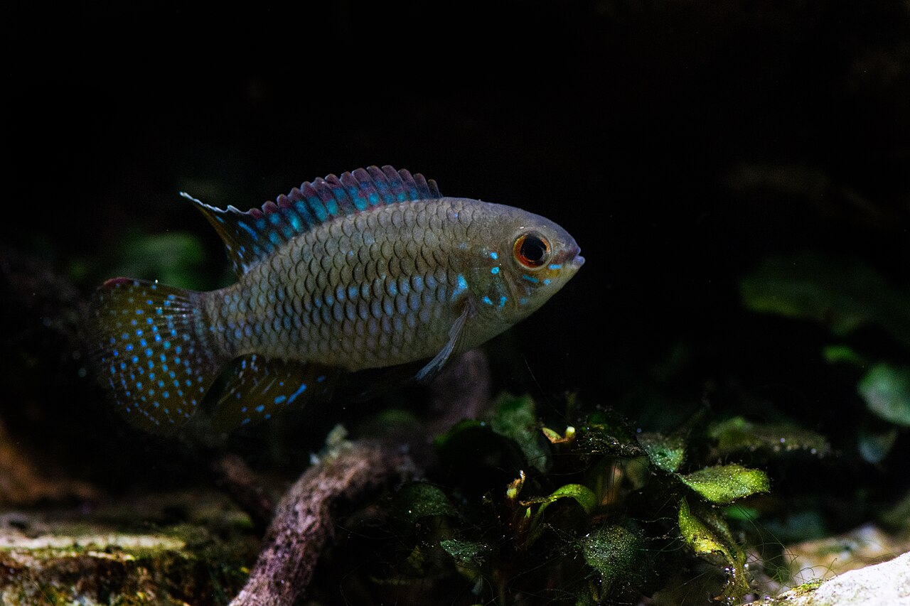Dwarf flag acara (Laetacara curviceps)