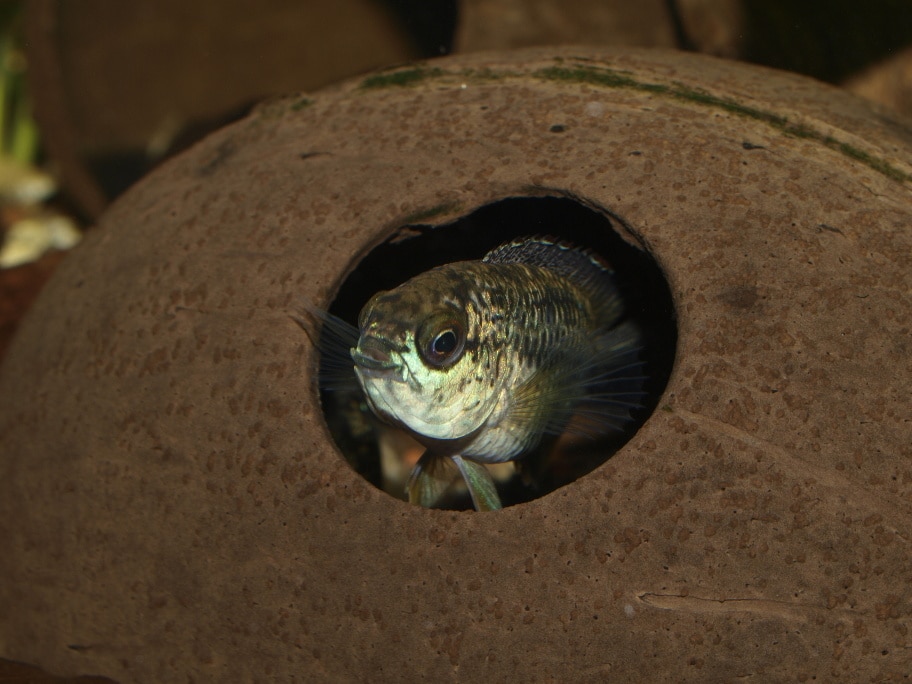 Golden dwarf cichlid (Nannacara anomala)