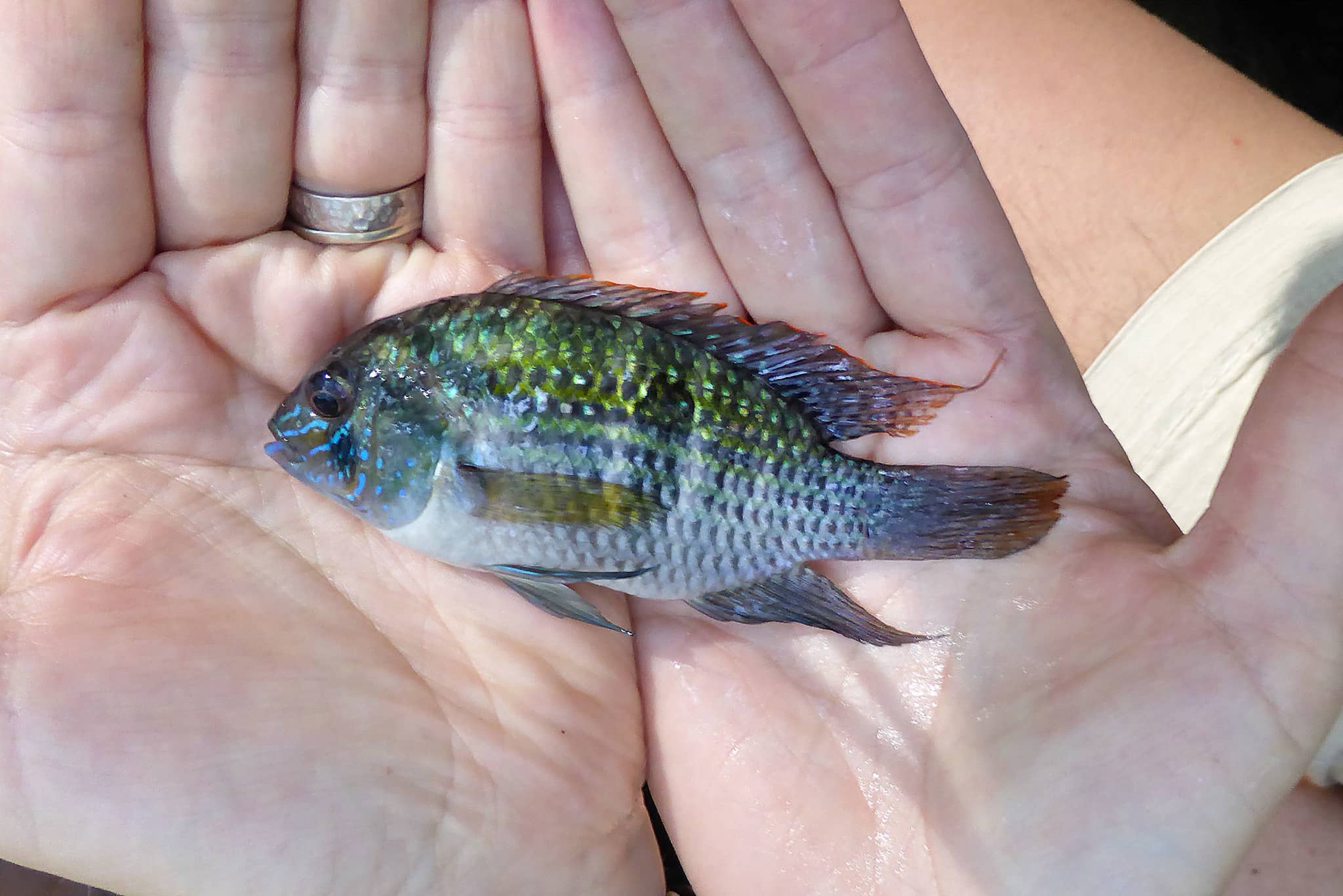 Blue acara (Andinoacara pulcher)