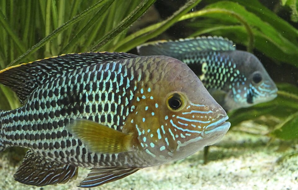 Koppel groene terrorcichliden (Andinoacara rivulatus)