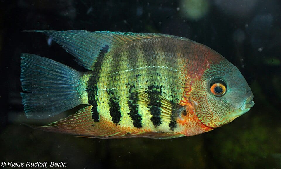 Green severum (Heros efasciatus)