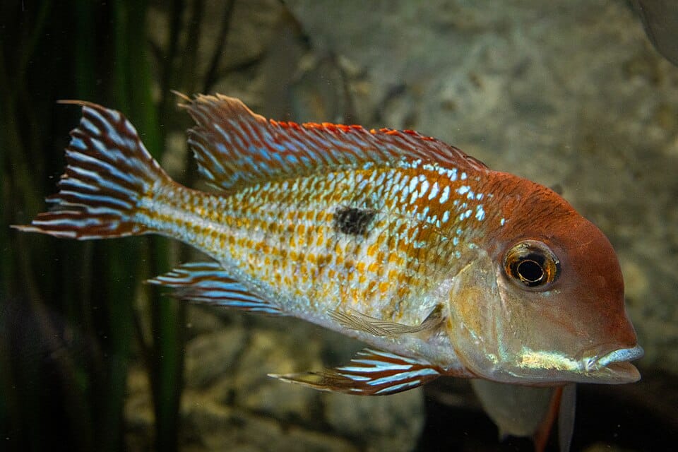Tapajós red head eartheater (Geophagus pyrocephalus)