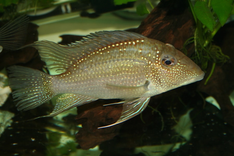 Whitespot eartheater (Satanoperca leucosticta)