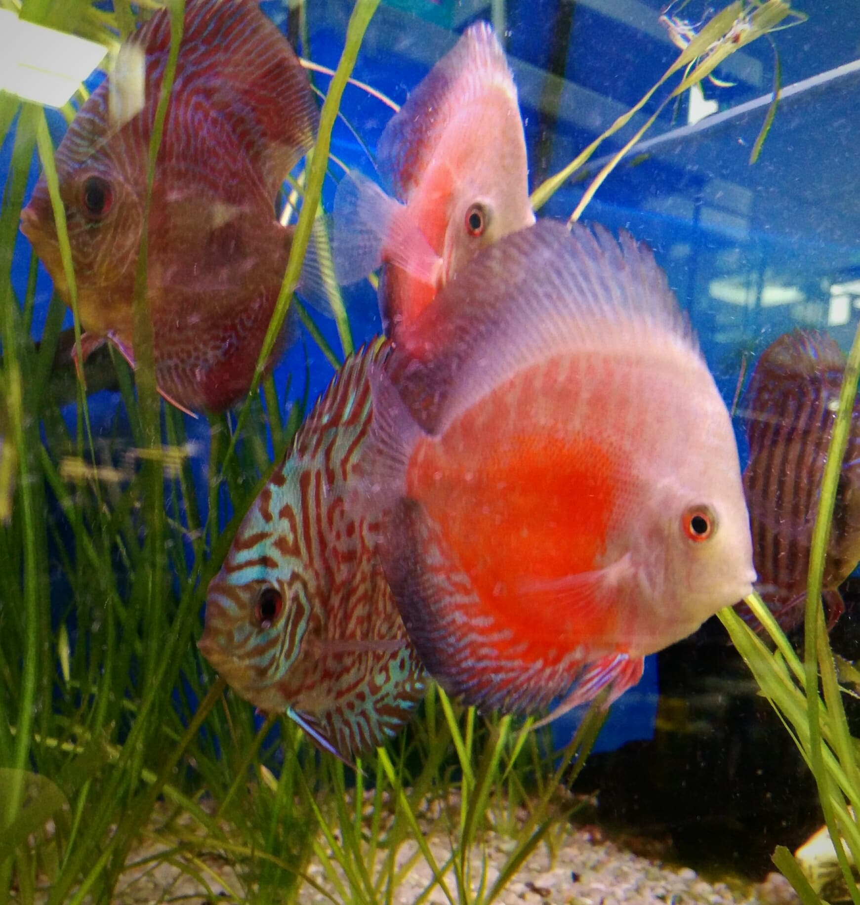 Heckel discus (Symphysodon discus)
