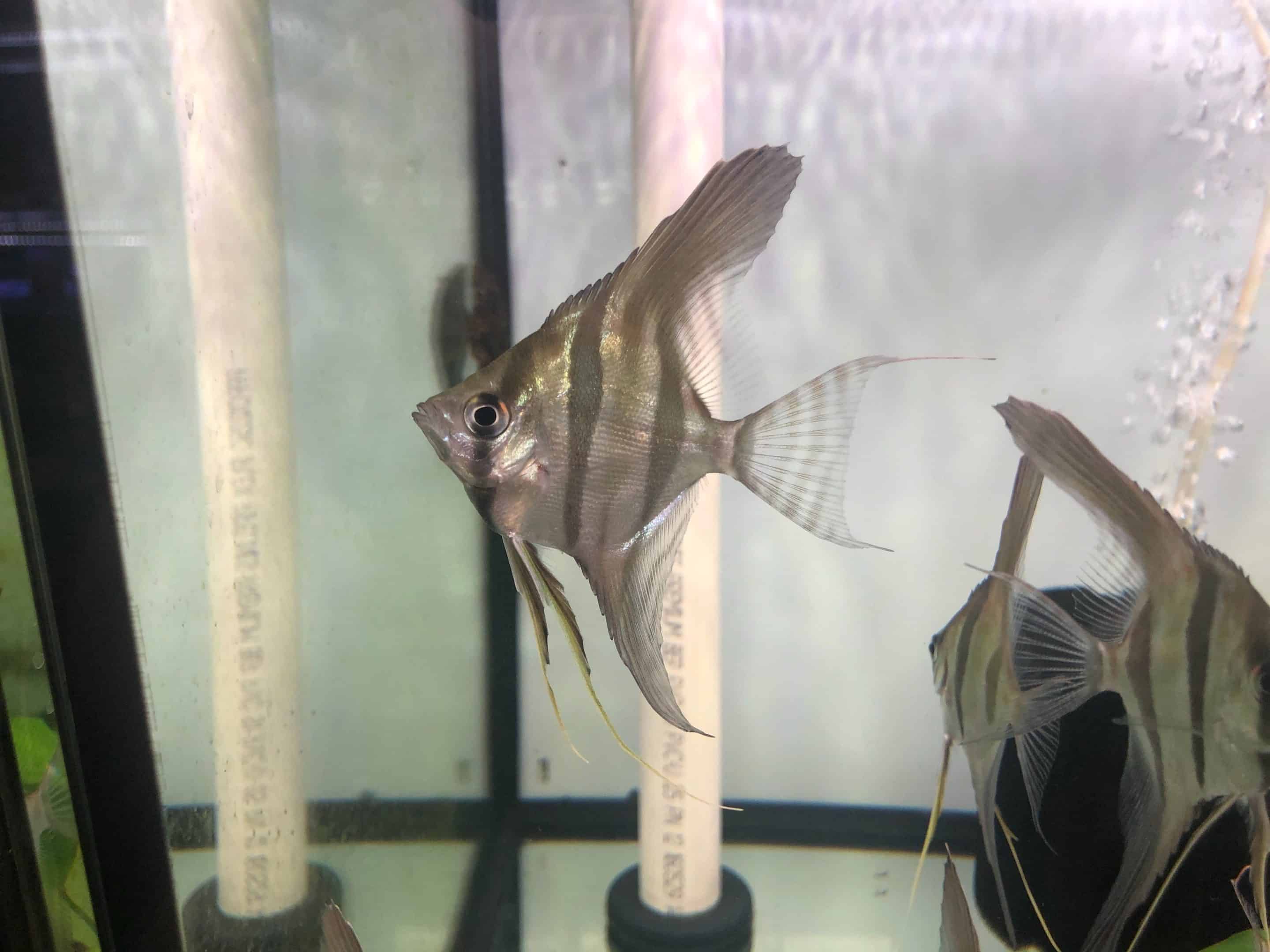 Altum angelfish (Pterophyllum altum)