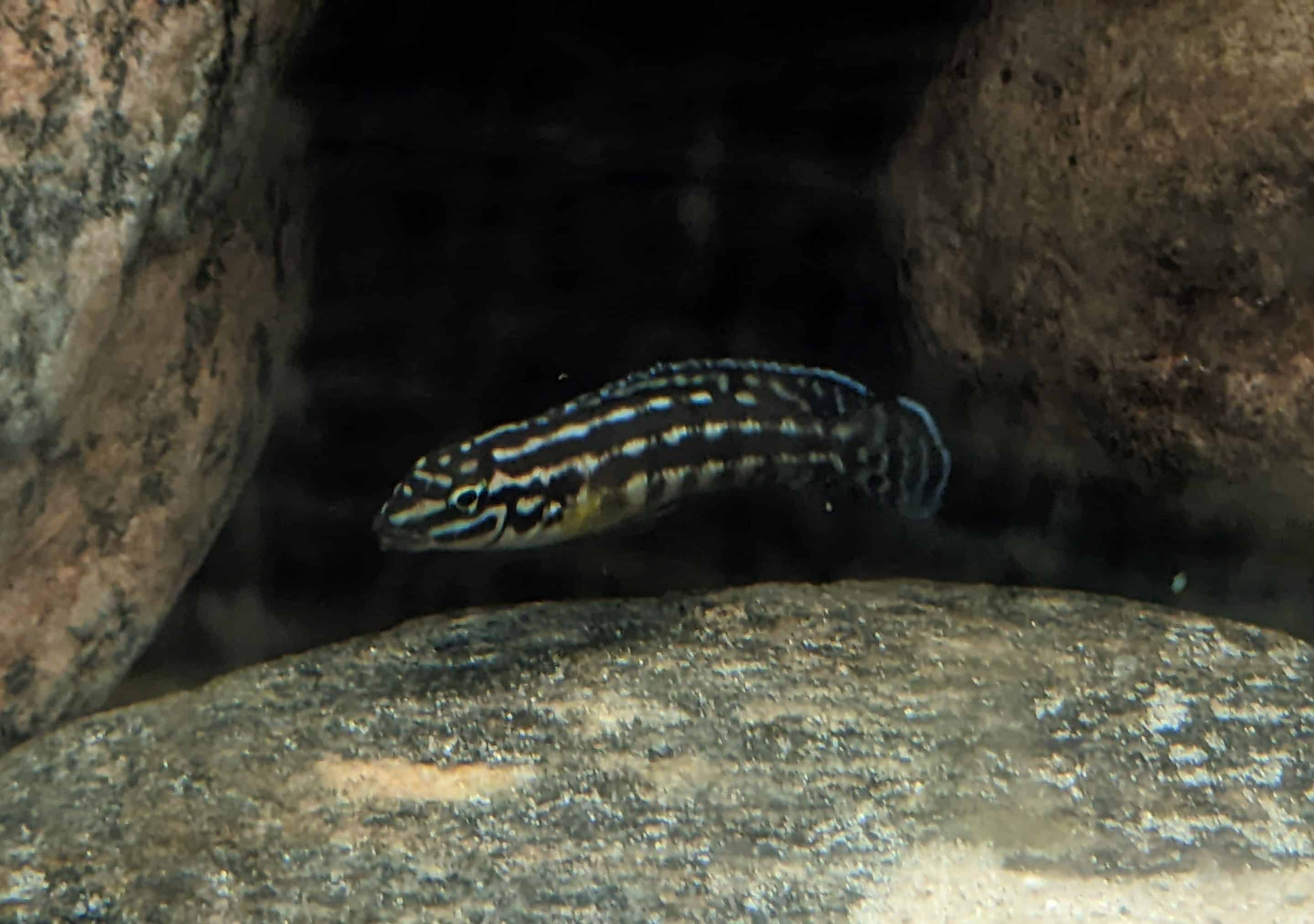Golden julie (Julidochromis ornatus)