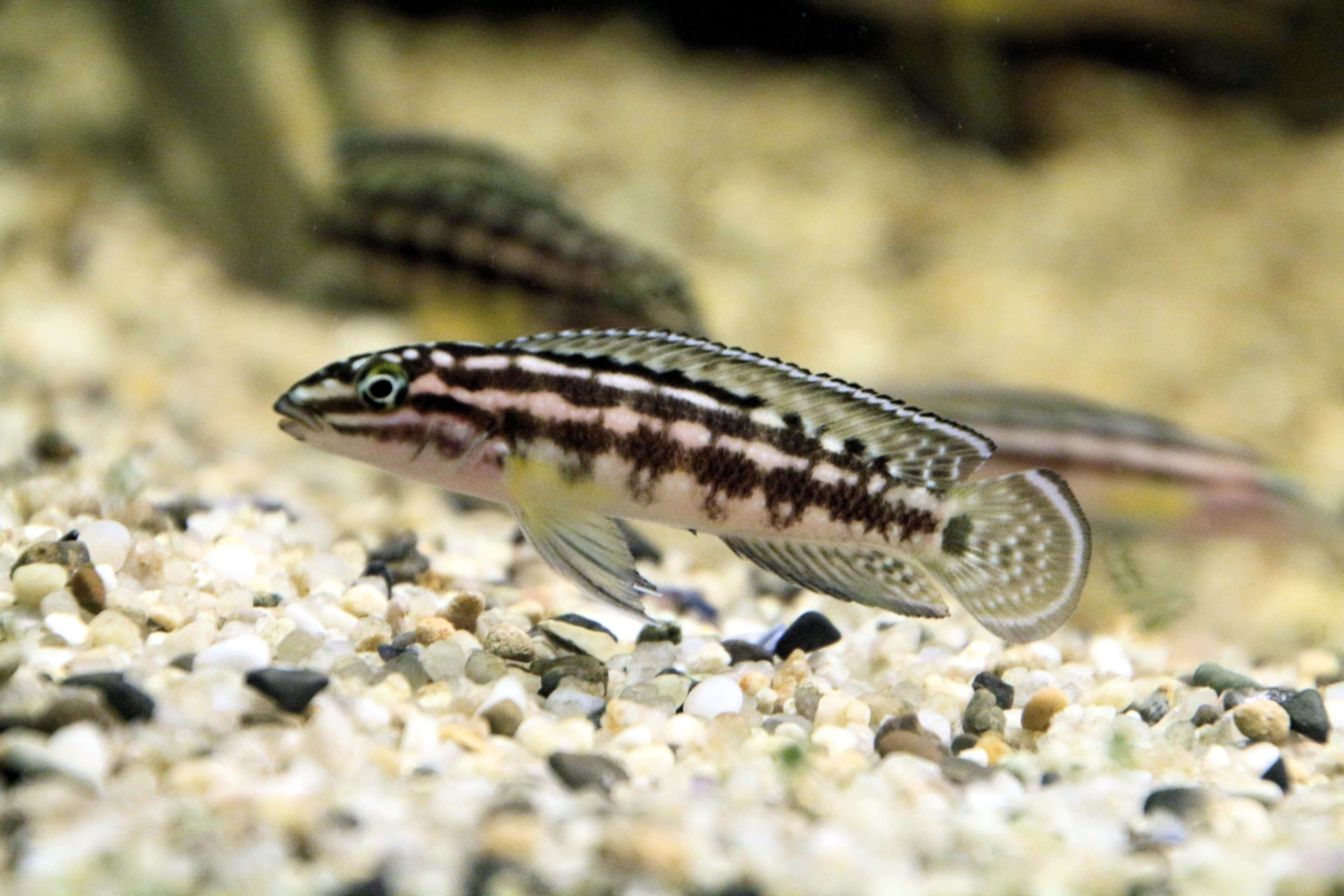 Marlier's Julie (Julidochromis marlieri)