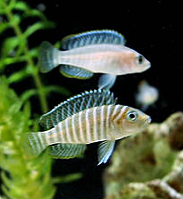 Similis shell-dweller (Neolamprologus similis)