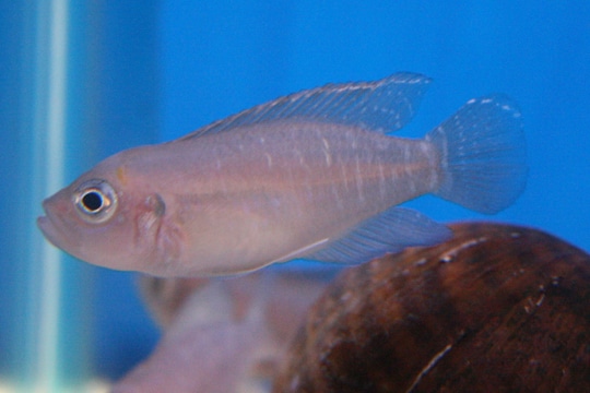 Brevis shell-dweller, sunspot morph (Neolamprologus brevis)