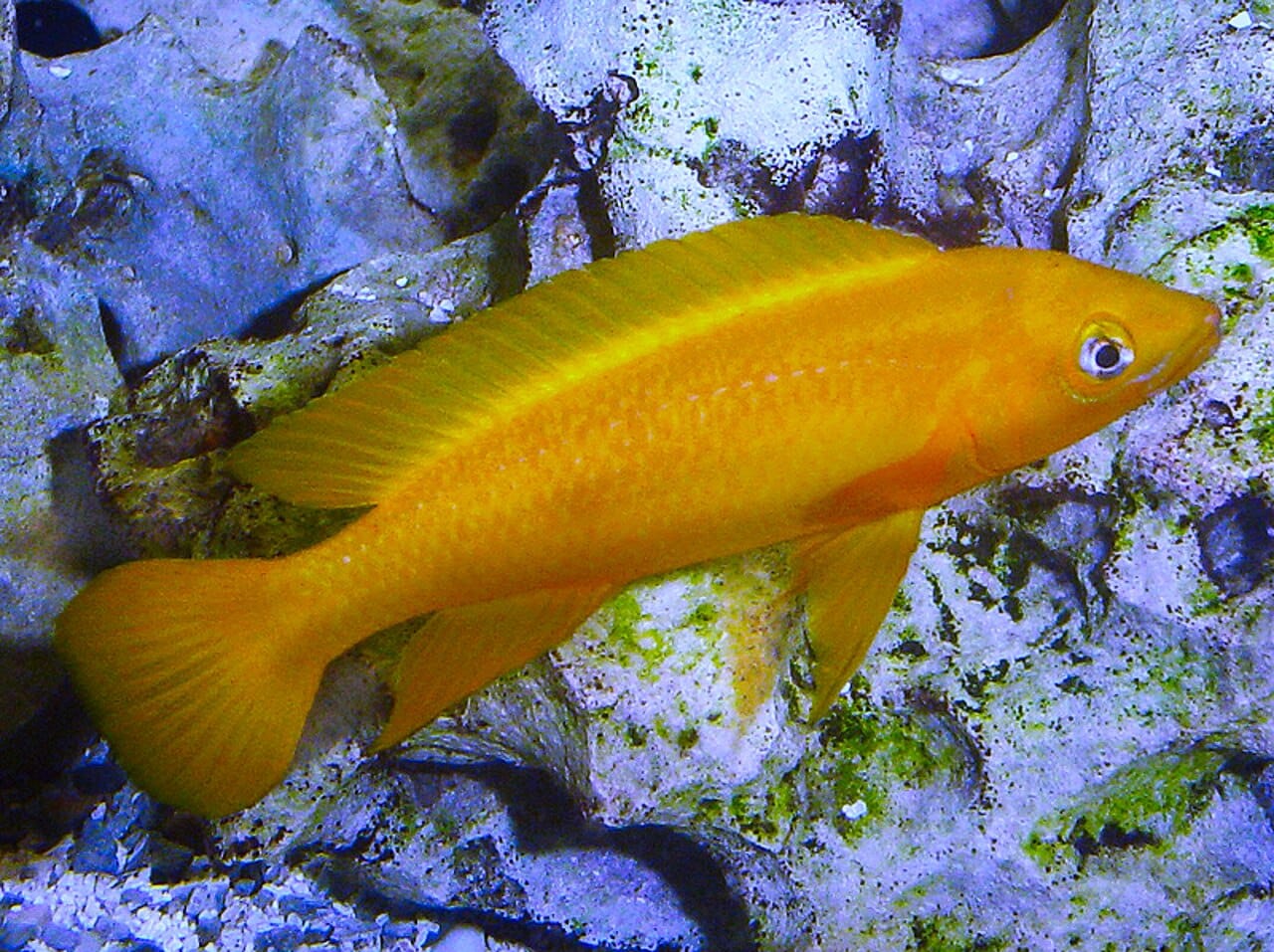 Lemon cichlid (Neolamprologus leleupi)