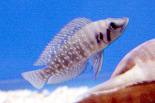 Calvus-cichlide (Altolamprologus calvus)