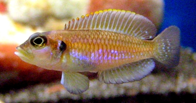Ocellatus (Lamprologus ocellatus)