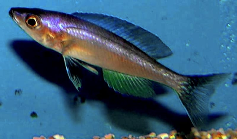 Sardine cichlid (Cyprichromis leptosoma)