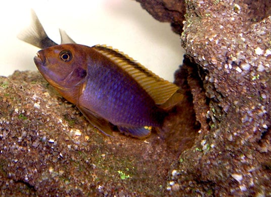 Rusty-cichlide (Iodotropheus sprengerae)
