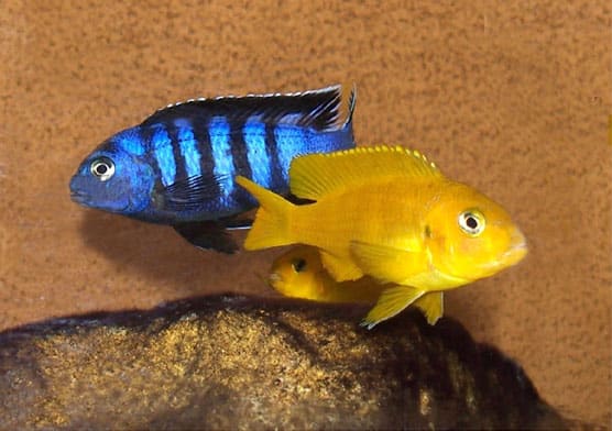 Cichlidé saulosi (Chindongo saulosi)