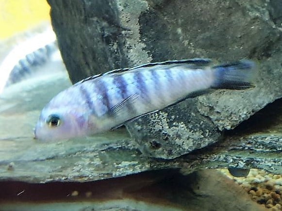 Demasoni-cichlide (Chindongo demasoni)