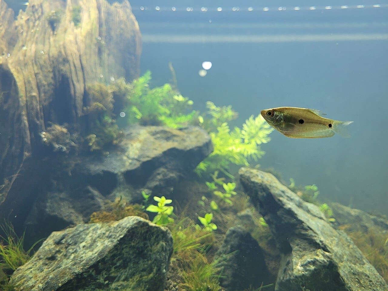 Blauwe spat (Trichopodus trichopterus)