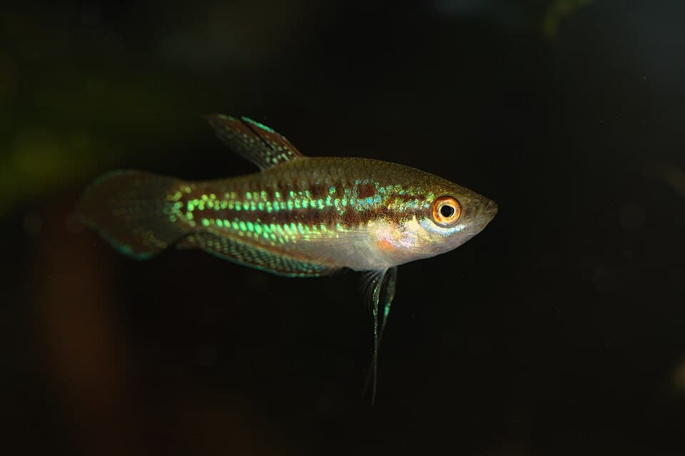 Kleine knorgoerami (Trichopsis pumila)