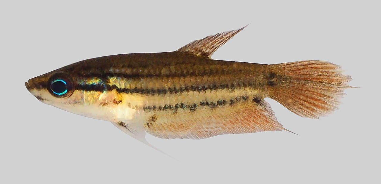 Gewone knorgoerami (Trichopsis vittata)
