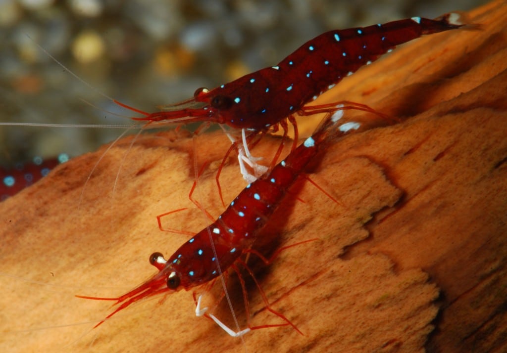 Sulawesi-kardinaalgarnaal (Caridina dennerli)