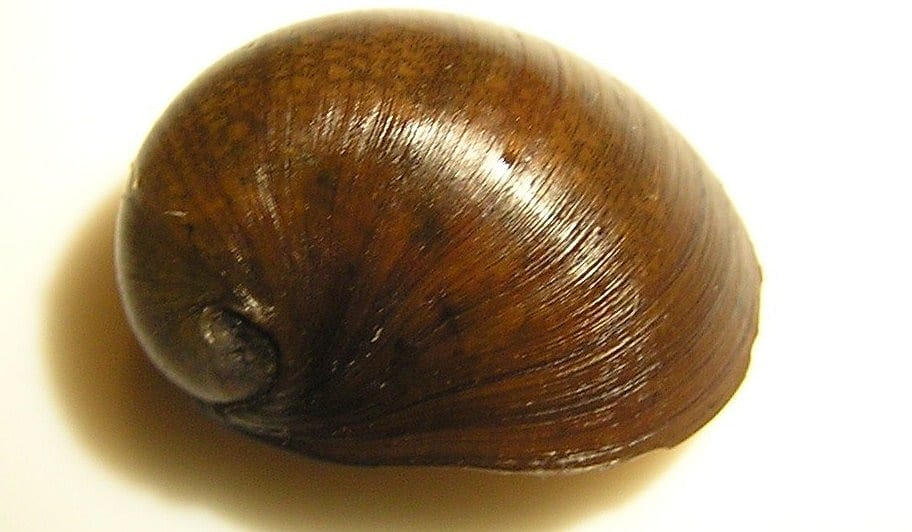 Staalhelmslak (Neritina pulligera), donkere bolle schelp