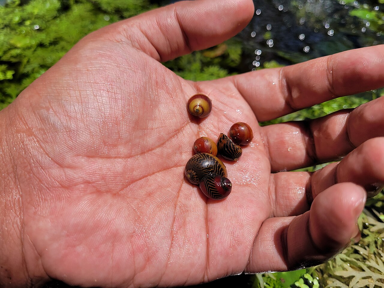 Roodracerslakken (Vittina waigiensis) met rood en donker gestreepte schelpen