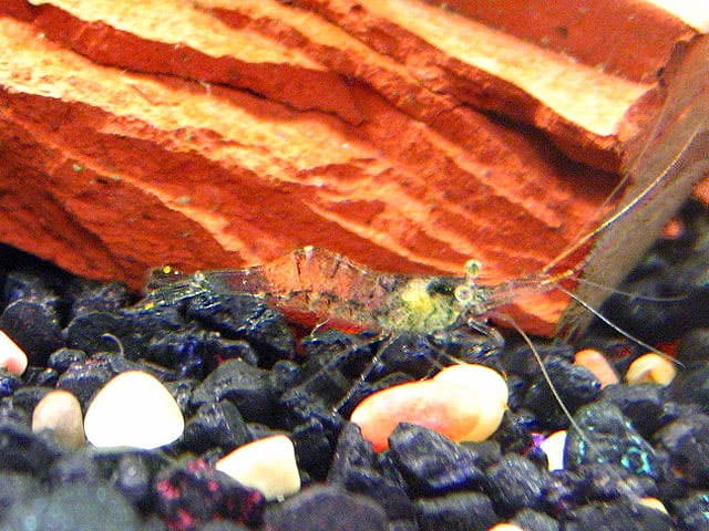 Crevette herbacée orientale (Palaemon paludosus) en aquarium d’eau douce