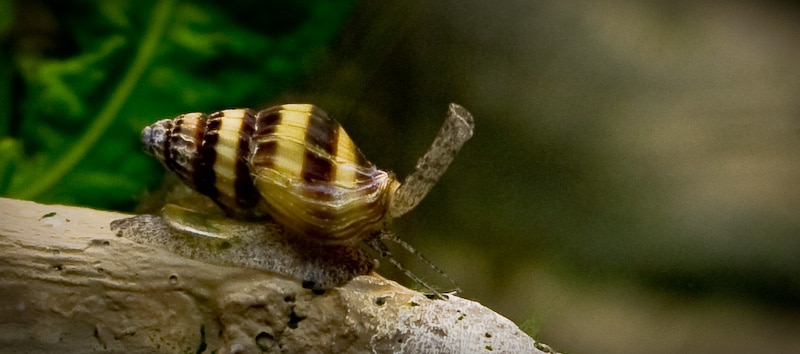 Escargot assassin (Anentome helena) en train de manger un autre escargot