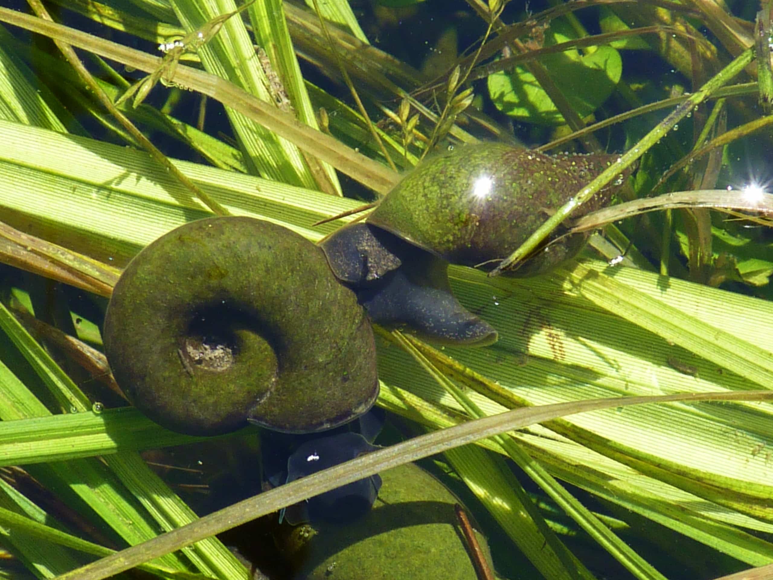 Grande planorbe (Planorbarius corneus) parmi des plantes aquatiques