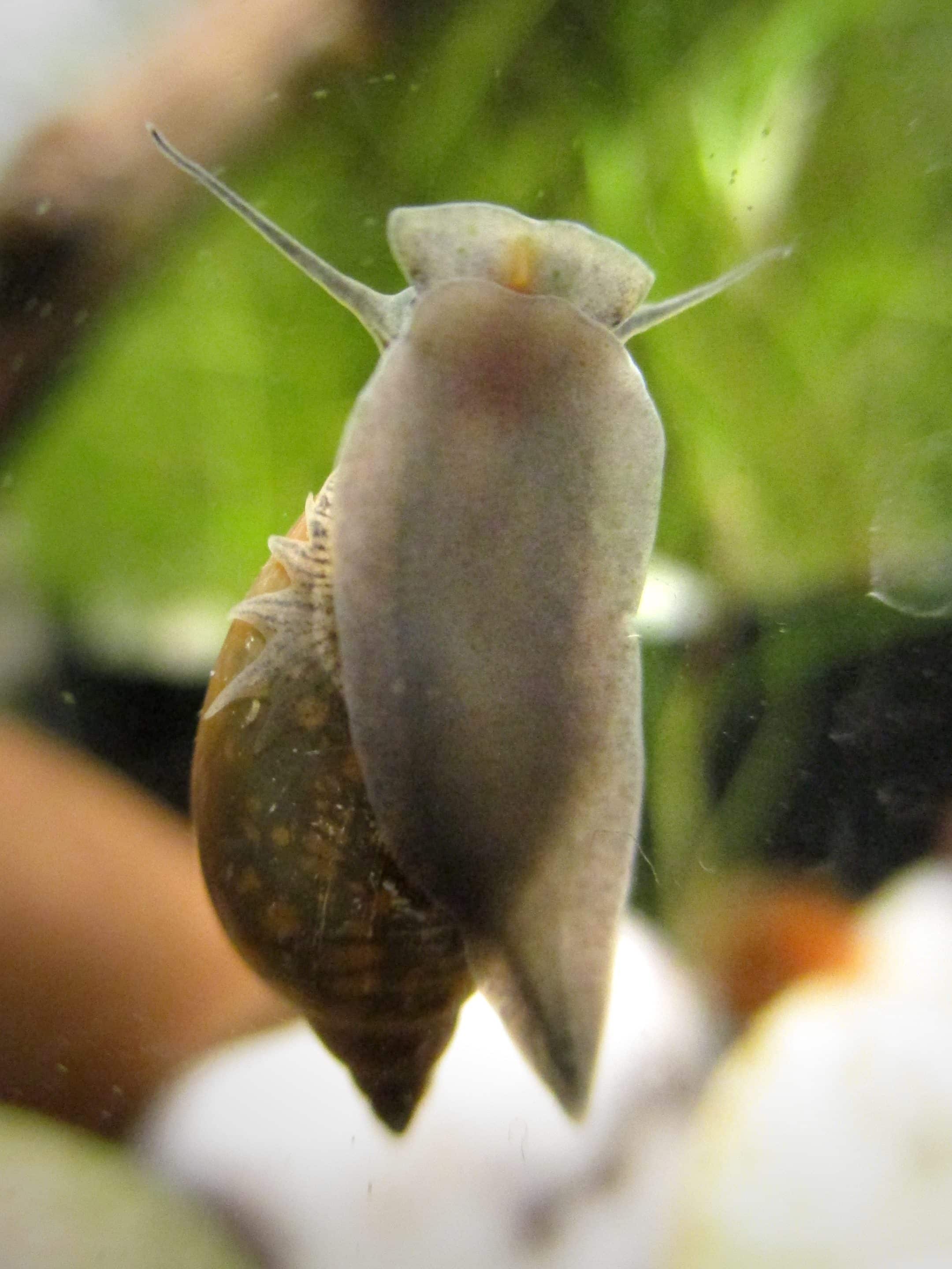Physe aiguë (Physella acuta) sur une vitre d’aquarium