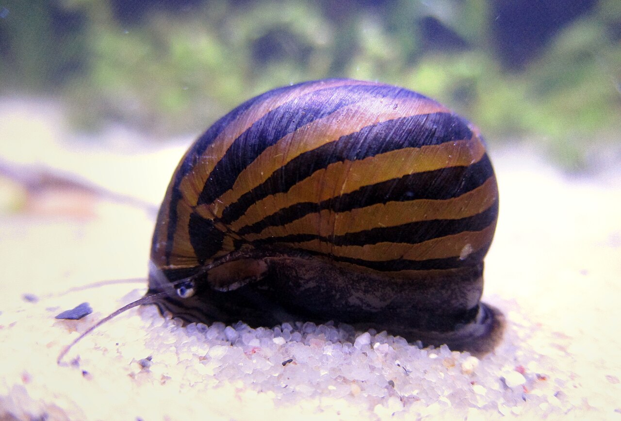 Zebra nerite snail (Vittina turrita) on substrate, showing its striped shell