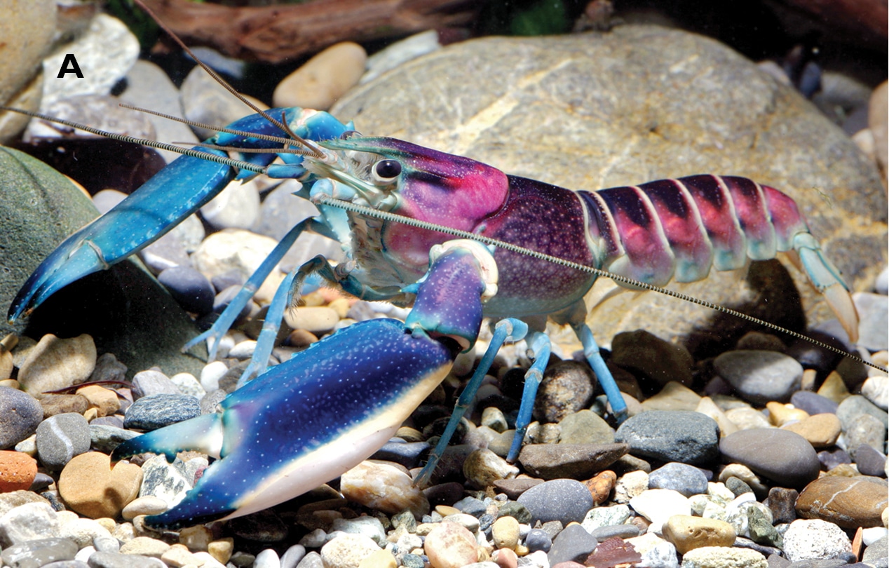 Écrevisse Hoa Creek bleue et rose (Cherax pulcher)