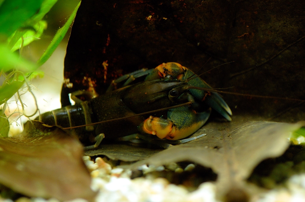 Écrevisse zébrée (Cherax peknyi)
