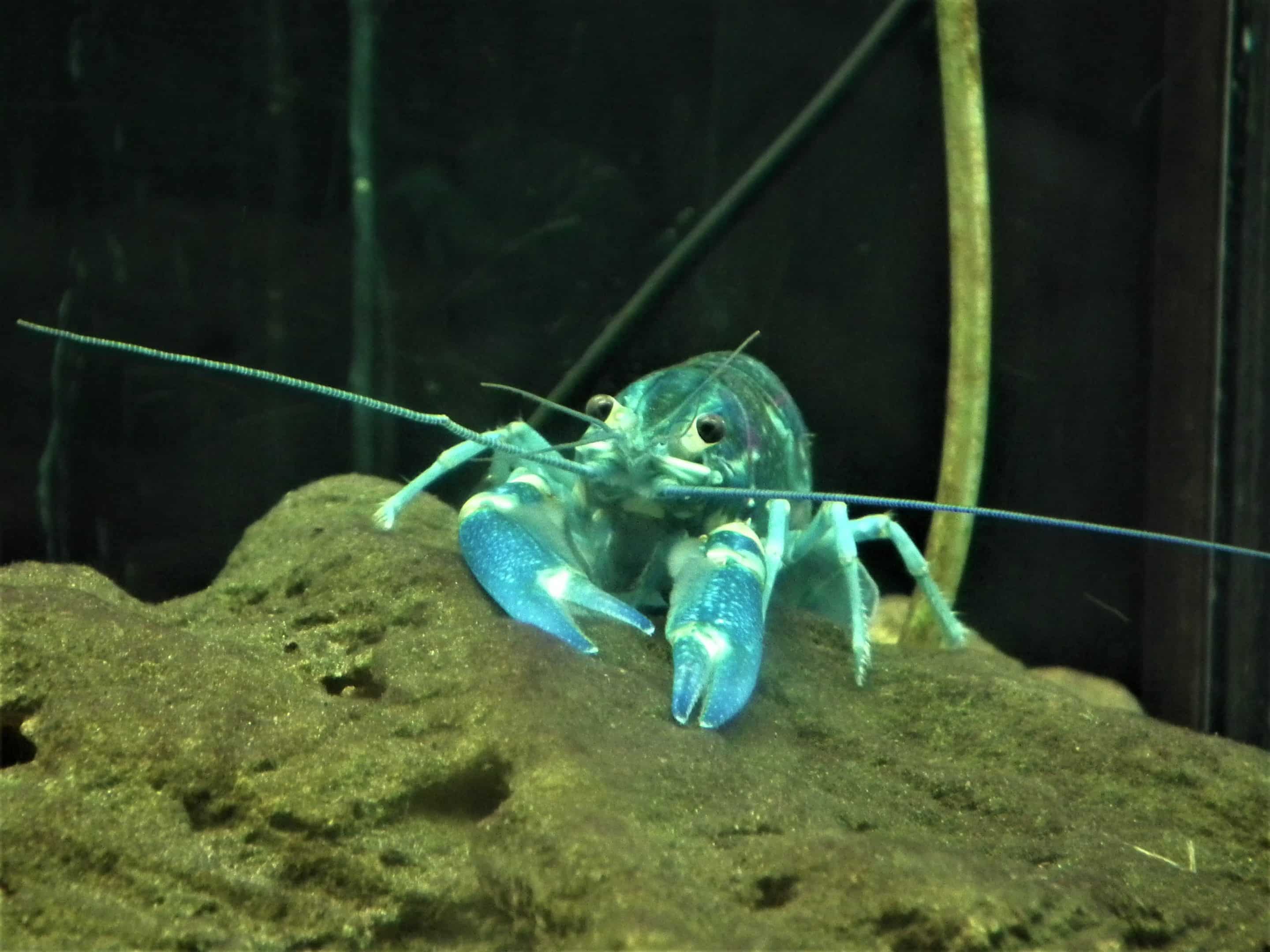 Écrevisse redclaw australienne (Cherax quadricarinatus)