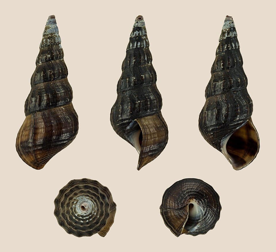 Coquilles de l’escargot Hercule (Brotia herculea)