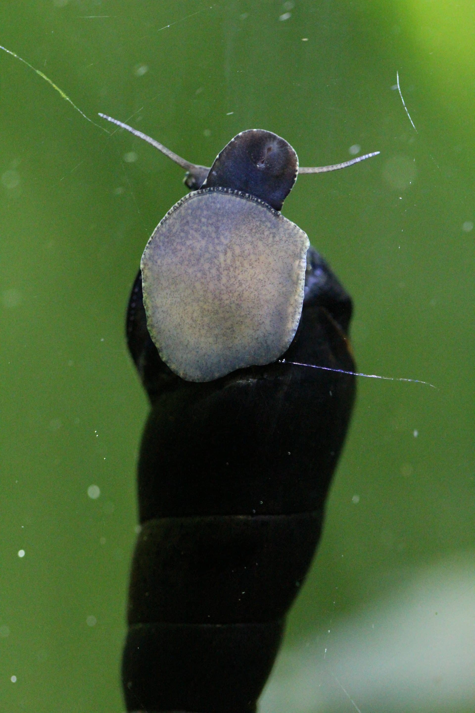 Faune noir (Faunus ater)